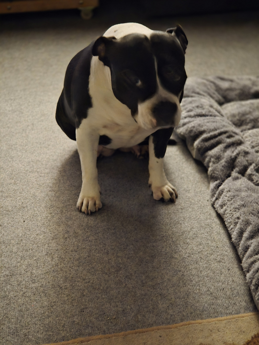 Sun filc padlószőnyeg kék 400cm széles méterben